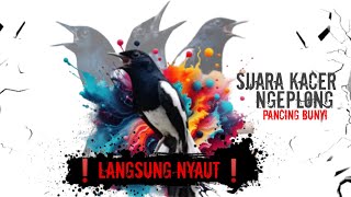 PANCINGAN Suara Kacer Ngeplong ❗Langsung Nyaut ❗ Coba Dah [upl. by Annais]