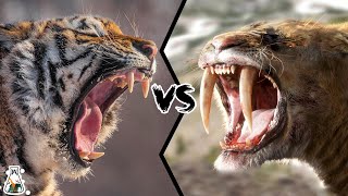 Siberian Tiger vs Smilodon  Which Would Have Been Stronger [upl. by Sherman]