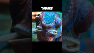 Amazing Tongue Of Panther Chameleons  Tongue Shooter 🤓 [upl. by Annatnas]