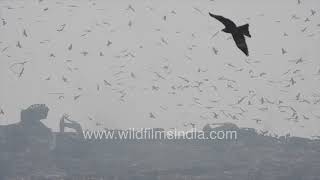 Hitchcocks Birds plays out in Delhi skies Ghazipur dump yard new hunting ground for waste morsels [upl. by Aknaib]