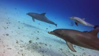 Delfin Begegnung im Roten Meer [upl. by Yerdua178]