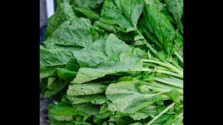 Mustard Greens 101 Selecting and Storing Mustard Greens [upl. by Patience578]