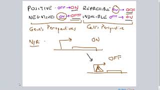 PositiveNegative RepressibleInducible Gene Regulation [upl. by Elpmid]