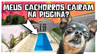 MEUS CACHORROS CAIRAM NA PISCINA [upl. by Xylon]