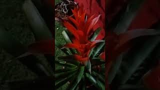 Guzmania [upl. by Merth646]