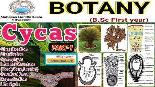 CycasCycas Morphology and AnatomyCycas External and Internal Morphology and Anatomy [upl. by Eenrahc136]