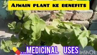 Ajwain plant benefits and uses viralvideo garden ajwainbenefits ajwainplant [upl. by Ailsa]