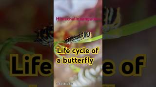 Lifecycle of a butterfly himachalinbangalore butterfly shorts nature ytshorts trending peace [upl. by Anwadal]