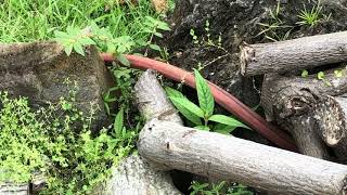 Brown anole showing dewlap doing pushups [upl. by Dlnaod]