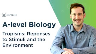 Plant Responses Tropisms  Alevel Biology  OCR AQA Edexcel [upl. by Asena]