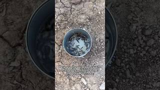 Earwigs in Your Garden🤔 Gardening Hack Part 1 [upl. by Paget502]