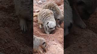 Speciaal zand voor de stokstaartjes beeksebergen safaripark stokstaart meerkat grootoorvos [upl. by Vaenfila]