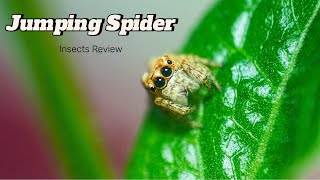 The Jumping Spider insects nature wildlife jumpingspiders wikipedia macroinsects [upl. by Euqinemod]