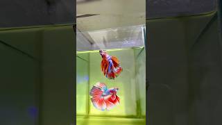 Beta fish recovery 😍❤️‍🩹betafish guppie aquarium fish bettafish fish [upl. by Weig110]