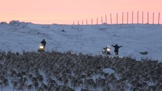 Reindeer Freaking Out in Frozen Temperatures Lapland [upl. by Dardani121]