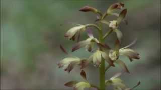 Putty Root Orchid Aplectrum hyemale [upl. by Siobhan]