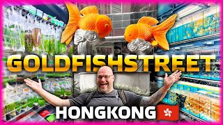 WELCOME to the GOLDFISHSTREET HONG KONG 2024 [upl. by Nylorahs766]