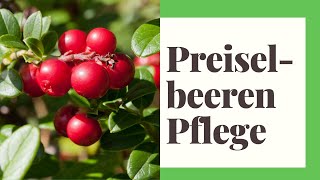 Preiselbeeren Pflege  So gehts richtig [upl. by Vaasta]