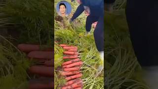 Carrots Harvesting technique In China shorts agriculture agricofarm youtubeshorts [upl. by Stephania]