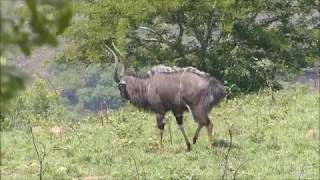 Afrique du Sud  Hluhluwe Game Park  Rituel chez les nyalas [upl. by Dualc]