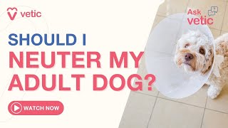 Spaying and Neutering Dogs  Why Should I Neuter My Dog [upl. by Naus954]