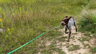 Wirehaired Pointing Griffon vs Cesky Terrier A Terrier Breed Showdown [upl. by Garner]