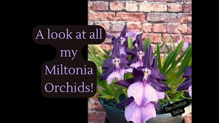 A look at all my Miltonia Orchids D [upl. by Salahi89]