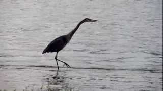 Great Blue Heron calling [upl. by Adev]