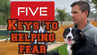 Learn how to help your fearful dog with my 5 keys to fixing fear [upl. by Atekehs398]