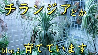 ハマッたら沼。我が家のチランジアコレクション [upl. by Lucille]