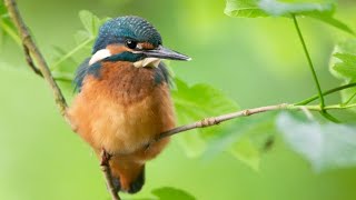 Projekt Eisvogel  Das Habitat erkunden [upl. by Greerson]