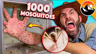 Bitten by 1000 Deadly Mosquitoes [upl. by Pitzer]