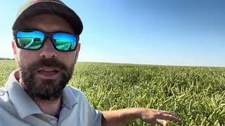 Surge Triticale Crop Tour [upl. by Shaeffer]