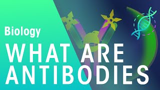 What are Antibodies  Health  Biology  FuseSchool [upl. by Oleusnoc504]