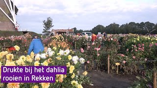 Drommen mensen zorgen voor drukte bij dag van dahliaverkoop in Rekken [upl. by Doolittle]