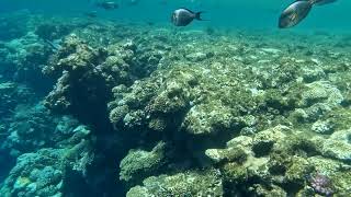 Rixos Sharm El Sheikh 2023 Snorkeling on the reef [upl. by Lyndsie]