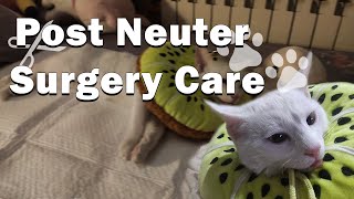 My Cats Journey  Post Neuter Care Explained  Things You Should Do After Neuter Surgery [upl. by Irok]