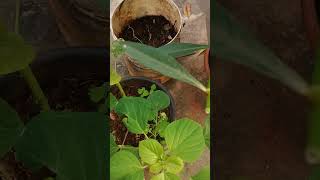 Acalypha Indica Haritamanjari It cleared Toothache [upl. by Emanuele]