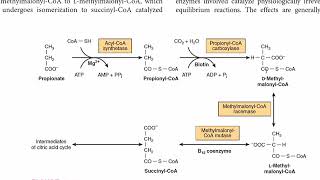 Metabolism of Propionate  Propionate to Succinate  CarbohydrateMetabolism [upl. by Goldenberg]