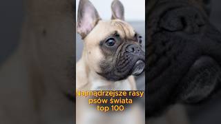 Najmądrzejsze rasy psów świata top 100 [upl. by Ennylhsa442]