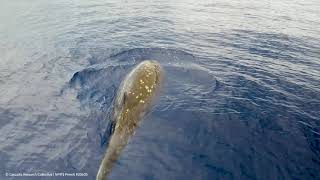 Collecting a breath sample from a goosebeaked whale with a drone [upl. by Ihcas524]