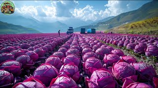 How US Farmers Harvest 100 Million Tons Of Cabbages  Agriculture Technology [upl. by Jaquiss]