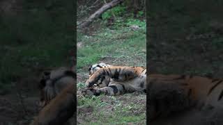 Tiger resting in Kabini wildlife animals tiger safari 2024 trending nationalpark [upl. by Rennob]