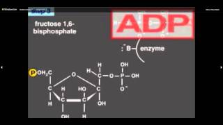 Métabolisme La glycolyse [upl. by Seftton]