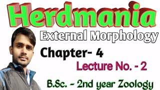 Lc 16  Herdmania  External Morphology  BSc2nd year  Zoology  by Prahalad Sir [upl. by Anahs]