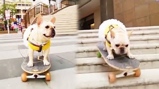 Dog Skateboard Challenge French bulldog can actually skateboard down the stairs it’s amazing [upl. by Woodhouse]