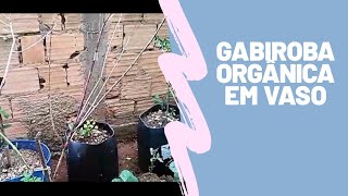 Gabiroba orgânica em vaso parte 3 primeiros brotos [upl. by Groome74]