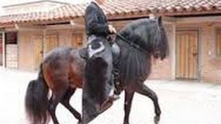 Tourist Riding Colombian Paso Fino Horses TvAgro por Juan Gonzalo Angel [upl. by Jessamyn762]