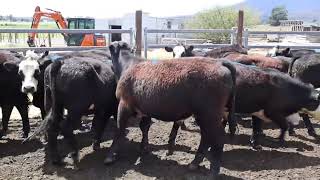 Whiteley baldy steers [upl. by Che]