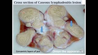 Caseous Lymphadenitis pathology pseudotuberculosis [upl. by Alene361]